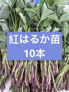 紅はるか切り苗 10本 茨城県産 PVP付き - メルカリ