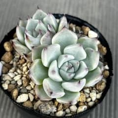 m37168545366_1.jpg?1749298283