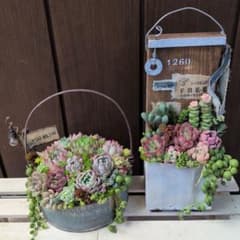 多肉植物 ♡そのまま飾れる寄せ植え♡2点セット♬ - メルカリ
