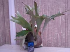 Platycerium. bifurcatum 'Splendens' 大株 - メルカリ