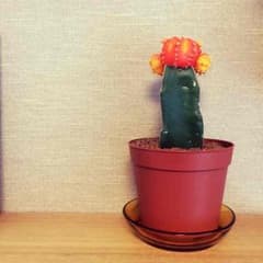 hona様専用アクリル絵の具のサムネイル