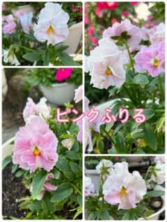 【ピンクフリルビオラの種20粒】のサムネイル