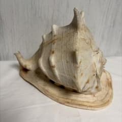 天然ホラ貝 約25cm 大型 貝殻 置物 インテリア - メルカリ