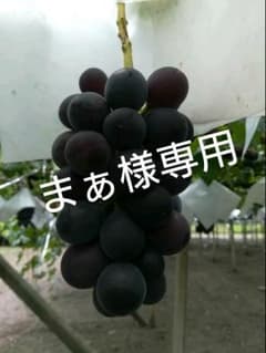ふじみのり(*^ω^) ４キロ ５～６房のサムネイル