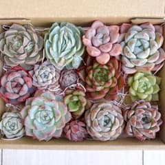 №802 多肉植物 韓国苗 エケベリア♡寄せ植えセット♡現品 匿名発送のサムネイル