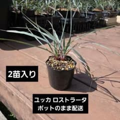 送料込み】ユッカ ロストラータ 1ポットに2苗入 ポット発送 - メルカリ