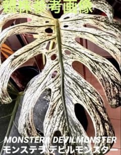 MONSTERA DEVILMONSTERモンステラ デビルモンスター　ボトム茎 モンステラ デビルモンスター MONSTERA DEVIL MONSTER 茎 - メルカリ