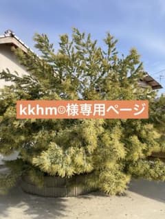 希少！フレッシュ！パールアカシア（おまけもあり）のサムネイル