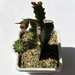 多肉植物 シャコバサボテン と花サボテン 接ぎ木苗 札落ち (抜き苗