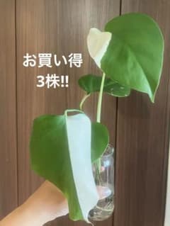 モンステラ ボルシギアナ ホワイトタイガー 斑入り　3株　Cのサムネイル