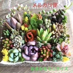 多肉植物♡おまかせ韓国苗セダム詰め合せ♡ちまちま寄せ植えカット苗セットgのサムネイル