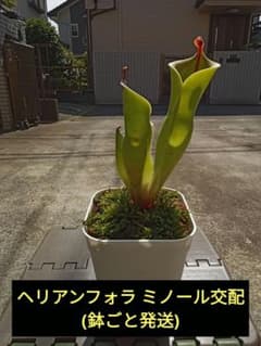 ヘリアンフォラ ミノール交配(鉢ごと発送) - メルカリ