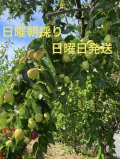 長野県産　旬の生なつめ　約800グラム＋αのサムネイル