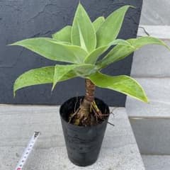 m37268567233_1.jpg?1750773660