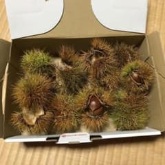 ちーこさん専用  いが栗のサムネイル