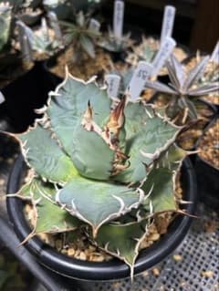 58 アガベ　チタノタ　覇王竜　美株　肉厚　ムチムチ　選抜　特選 58 アガベ チタノタ 覇王竜 美株 肉厚 ムチムチ 選抜 特選 - メルカリ