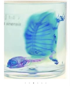 S*S様 透明標本 スッポン➕おまけ（透明標本キーホルダー「カエル」） S*S様 透明標本 スッポン➕おまけ（透明標本キーホルダー「カエル