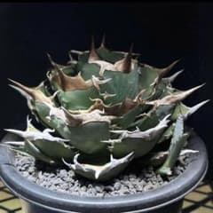 速達【週末オークション】reza産　大きめ　アガベ　タランチュラ　胴切り天 REZA産】イラン株 選抜 アガベ TARANTULA 特大 長棘 【公式通販】