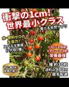 超希少】 自家採種 2代目 マイクロトマト の種 30粒 種 種子 トマト