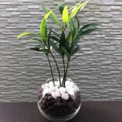 専用です☆ 癒しの観葉植物のサムネイル
