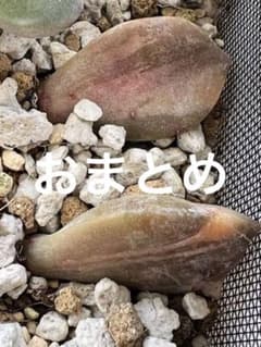 パープルディライト錦 2枚お試し葉挿し✨ - メルカリ