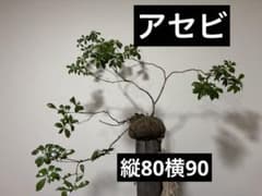 山採り　アセビ　馬酔木　植木のサムネイル