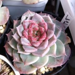 多肉植物 レッドベルベット大苗 抜き苗 - メルカリ