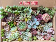 多肉植物 カット苗詰め合わせ 寄せ植えセット 《No.208》エケベリア