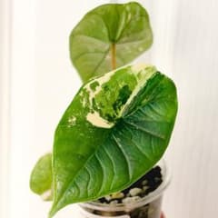 アロカシア ビスマ バリエガータ アロカシア ビスマ バリエガータ - メルカリ