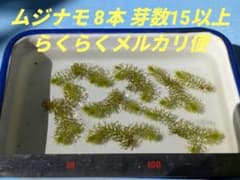 ムジナモ 8本 総頂芽数=芽数15以上 水生食虫植物 らくらくメルカリ便のサムネイル