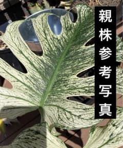 みほ⭐️未使用品はお値引き不可⭐️ モンステラデリシオーサ の検討 m*o様 モンステラ デリシオーサ デビルモンスターMonstera Devil