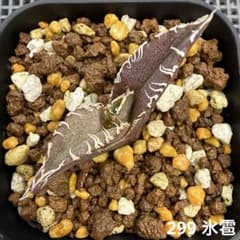 299 アガベ チタノタ 氷雹 - メルカリ