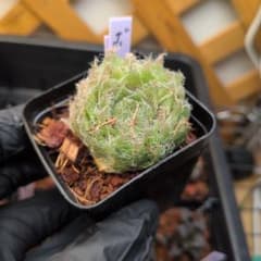 ハオルチア ボルシー 抜き苗 ブラックオブツーサのカキコ付き宛先匿名配送のサムネイル