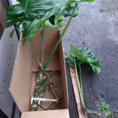 モンステラ 切り苗 極太一本と葉付き数本のサムネイル