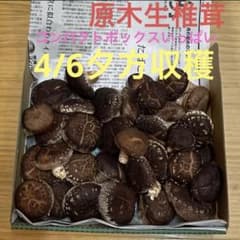 新鮮な生椎茸 コンパクトボックス入るだけのサムネイル