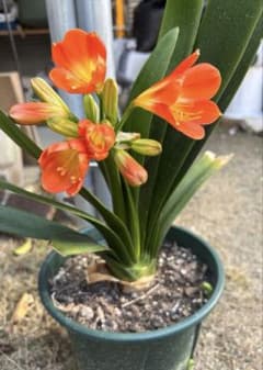 クンシラン オレンジ色の花 抜き苗1株 - メルカリ