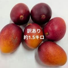 【訳あり】宮崎県産完熟マンゴー　約1.5キロのサムネイル