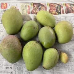 すぐに発送します☆宮崎県産摘果マンゴー2.5kg9個青マンゴーグリーン