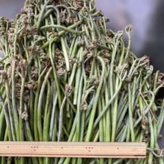 天然わらび無農薬 ７００グラムのサムネイル