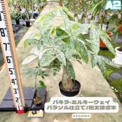 希少！パキラミルキーウェイA2・パラソル仕立て/極太接ぎ木・約85