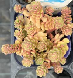 スプリングワンダー　セダム　多肉植物のサムネイル