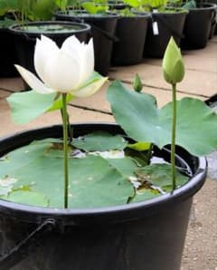 蓮の苗1個( joker ) 厦門碗蓮 z1株 茶碗蓮 ハスの苗 花蓮 蓮根 レンコン ビオトープ 蓮