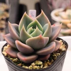 うぐいす 抜き苗 おらいさん苗 ミックスベリア 多肉植物 - メルカリ
