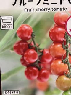 ミニトマトの苗　2株のサムネイル