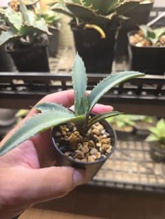 タ*ー様 アガベ キシロナカンサ 子株のサムネイル
