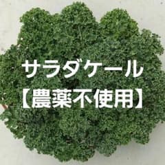 サラダケール【農薬不使用】カリーノケールのサムネイル
