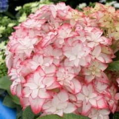 紫陽花苗のサムネイル