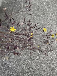 山野草　カラスバニガナの種子50粒のサムネイル