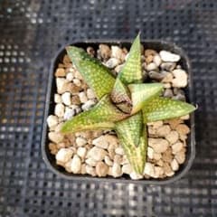 28b 多肉植物　ハオルチア　黒王SP錦　自家繁殖　抜き苗発送 ハオルチア 黒王交配錦 抜き苗発送 - メルカリ