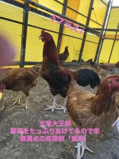 天草大王 有精卵 5個プラス保証1のサムネイル